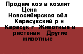 Продам коз и козлят › Цена ­ 3 000 - Новосибирская обл., Карасукский р-н, Карасук г. Животные и растения » Другие животные   